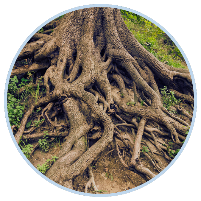 Marketing Tree Roots